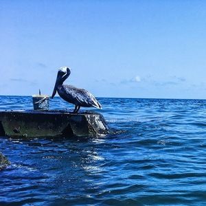 Meet your Posher, Christian